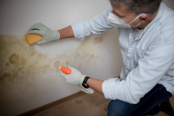 Best Residential Mold Inspection & Testing  in Nicholasville, KY